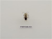 藏品(突背斑紅椿象)的圖片